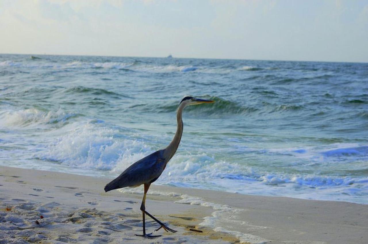 Tropical Winds 403: Beachfront Oasis with Pool and Fitness Gulf Shores Exterior photo